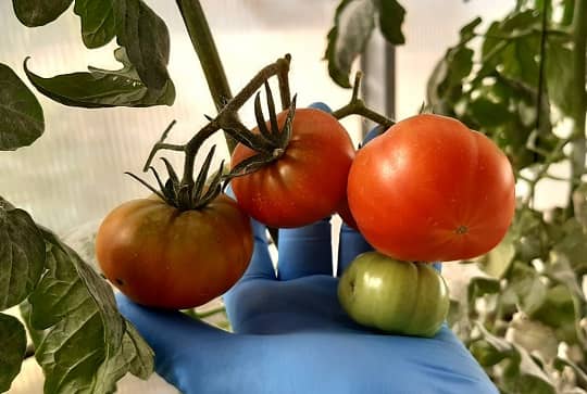 Conoce los tomates resistentes a sequía y salinidad