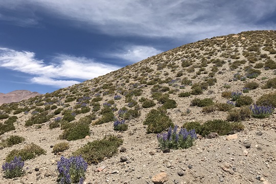 Desierto de Atacama: tesoro genético que permite a las plantas sobrevivir en condiciones extremas