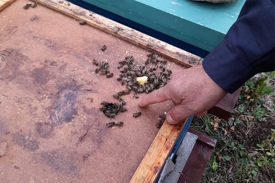 Diagnóstico nacional busca evaluar los impactos del cambio climático sobre la apicultura