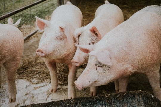 Plantel de cerdos Tamar: Corte Suprema confirma sanción de la SMA por elusión al Sistema de Evaluación de Impacto Ambiental