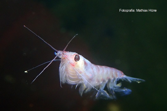 Krill, el pequeño crustáceo antártico que es clave para la supervivencia de especies polares