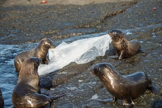 A cuatro años de la ley que prohibió bolsas plásticas, los desechos de este material siguen desafiando a las personas y a la naturaleza