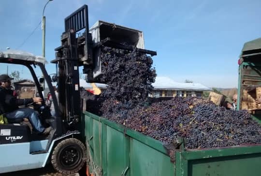 Producción vitivinícola del Valle de Itata apuesta por la sustentabilidad para ser más competitiva  