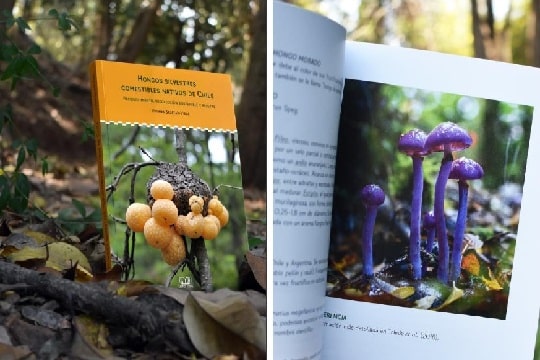 Lanzan libro para recolección y consumo de hongos silvestres nativos de Chile