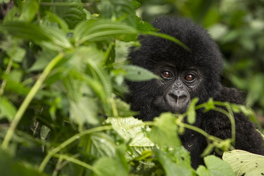 Informe Planeta Vivo de WWF confirma acelerada pérdida de la biodiversidad en América Latina