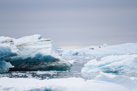 Estudio advierte fuerte disminución de kril antártico para el año 2100