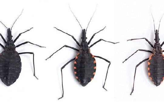 Transmisor del mal de Chagas podría ampliar su presencia hasta norte del Biobío debido al cambio climático