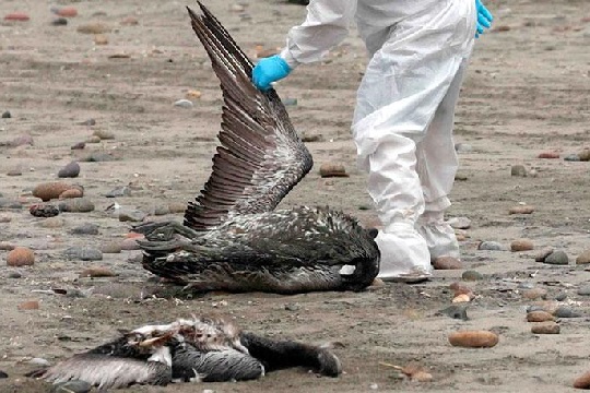 Influenza aviar podría generar impacto en fauna silvestre y en industria avícola de Chile