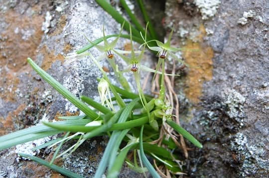 Descubren dos nuevas plantas endémicas de la zona central emparentadas con la cebolla y el ajo