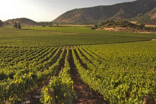 Viña Concha y Toro inicia plantación de viñedo preparado para el cambio climático