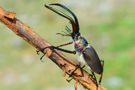 Conoce a cinco insectos que actualmente están en peligro de extinción en Chile