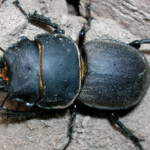 mancapollo