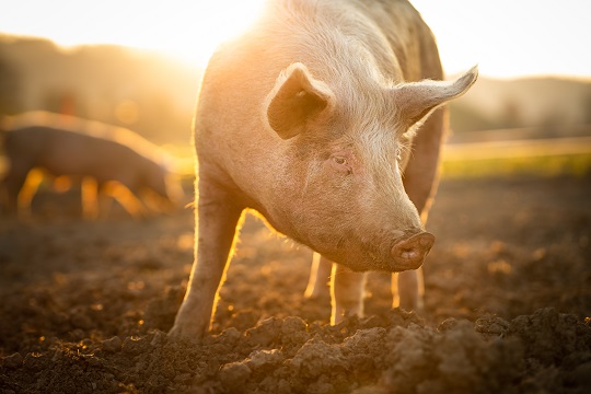 Ministerio del Medio Ambiente anuncia la primera norma de olores en Chile: regula las emisiones del sector porcino