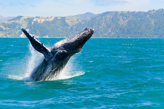 “Ballena a la vista”: la campaña que promueve el avistamiento seguro de ballenas