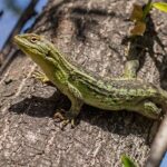 lagartija-1