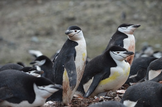 Antártica: en un 30% se ha reducido la población del pingüino barbijo en tres generaciones