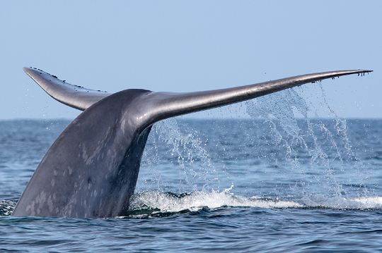Expertos piden protección urgente para ruta de ballenas