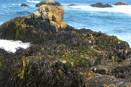 Estudio identifica desafíos para el repoblamiento de algas e impulsar su acuicultura en Chile