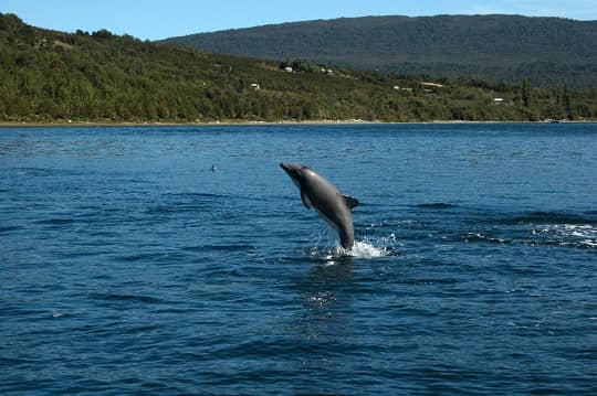 Delfín chileno: llaman a proteger al único cetáceo endémico del país