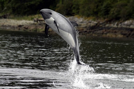 Delfines estarían amenazados por tráfico marítimo en áreas protegidas de la Patagonia