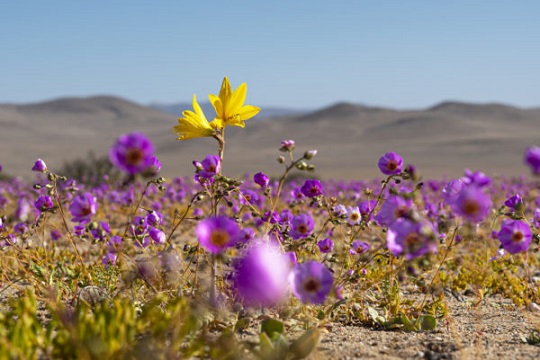 Parque Nacional Desierto Florido: se oficializa la creación de nueva área protegida para Chile