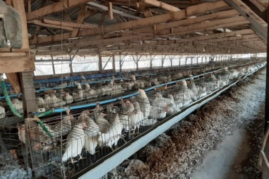 SMA inicia procedimiento sancionatorio contra proyecto avícola por malos olores