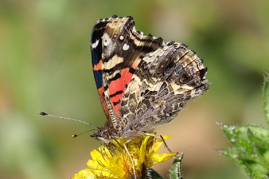 Estudian migración de la “Mariposa de la Tarde”, la más conocida por los chilenos