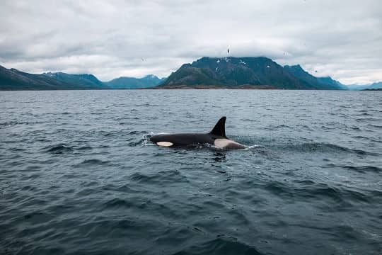 Gladys, la orca «revolucionaria» de Gibraltar: investigador descarta carácter violento de estas especies