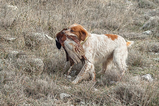 Los perros como amenaza a la fauna nativa: ¿Por qué ocurre este fenómeno?