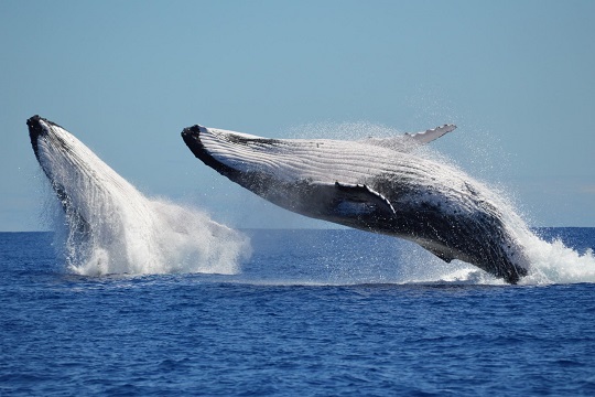 Ballenas y delfines: su incierto futuro ante el cambio climático