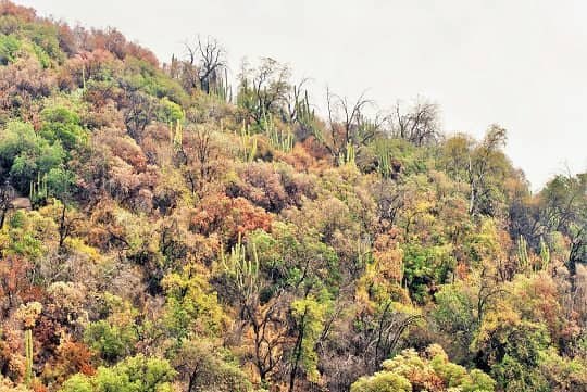 Los servicios ecosistémicos del bosque esclerófilo chileno