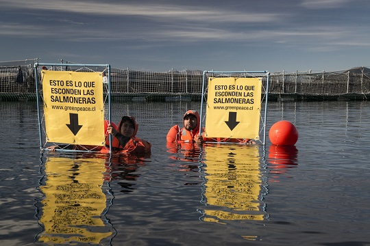 Greenpeace: “Lo que hace Cooke Aquaculture es el lado más oscuro que tiene la industria salmonera”