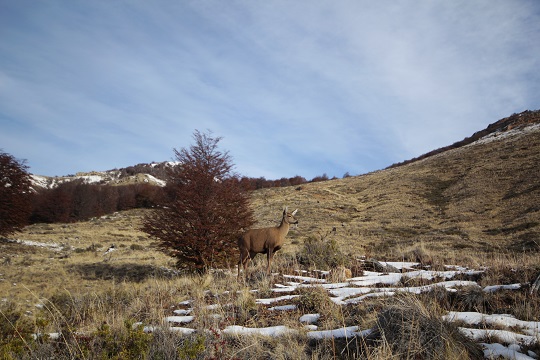Parque Nacional Cerro Castillo duplica cámaras trampa para el monitoreo y conservación de huemules