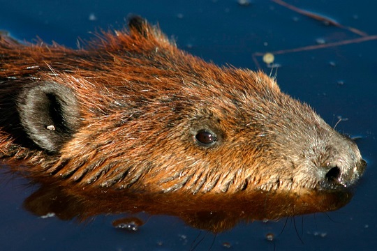 Estudio desde la mirada socio-ecológica sobre el castor en la Patagonia detalla su impacto más allá de la biodiversidad
