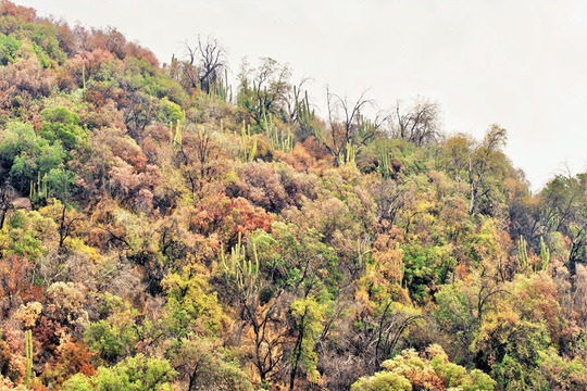 Constatan masiva pérdida de verdor en bosque esclerófilo chileno a causa de la sequía