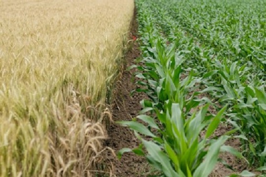 Cultivando el futuro: Ucrania y su transición a la agricultura vertical
