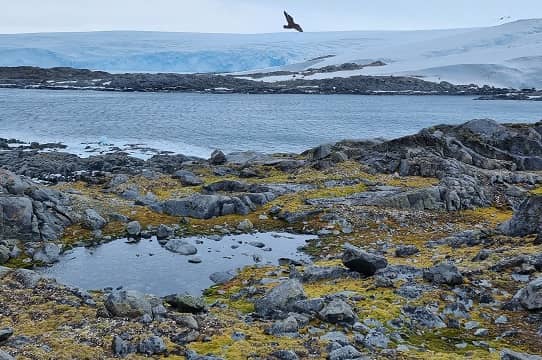 Día de la Antártica Chilena: llaman a resguardar biodiversidad de ecosistemas antárticos y subantárticos
