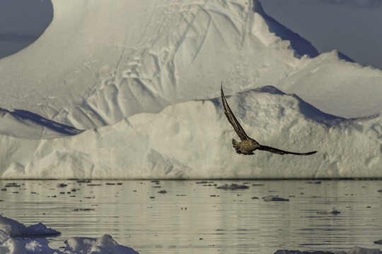 Por primera vez detectan que bacterias degradan contaminantes en la Antártica