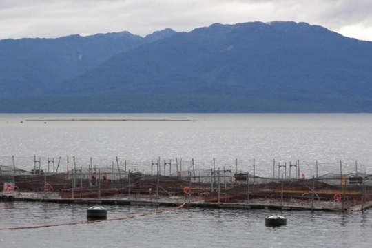Balance Ambiental 2023: sobreproducción de salmones y falta de acciones por parte de las autoridades para regular la industria