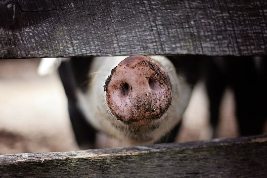 SMA refuerza a titulares adoptar medidas preventivas frente a posible incremento de olores en planteles porcinos por altas temperaturas