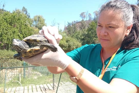 Académicos UDLA evalúan estado de más de 200 animales sobrevivientes de incendio en Jardín Botánico de Viña del Mar