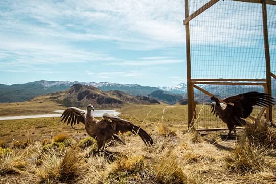 Liberan a cuatro cóndores andinos en el Parque Nacional Patagonia para su incorporación al medio silvestre