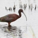 Cuervo-del-Pantano-Foto-de-Bettina-Arrigoni-en-Animalia.bio-copia
