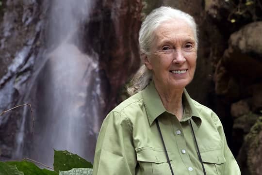 Jane Goodall: 90 años de historia comprometidos con la conservación ambiental