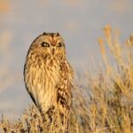 Nuco-Foto-de-USFWS-Mountain-Prairie-en-Wikimedia