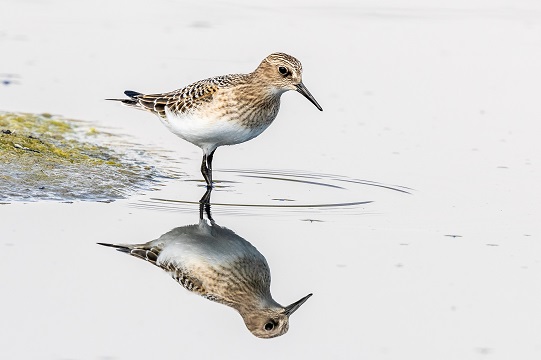 Más del 60% de aves vuelve a laguna Aculeo luego de migración en 2018