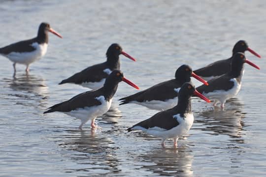 Sistema Mataquito-Huenchullamí recibe reconocimiento internacional por su valor para las aves playeras en el Pacífico