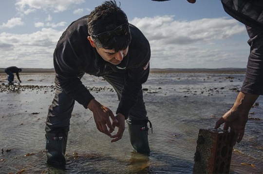 Experto sostiene que la conservación de bosques de algas en la Patagonia requiere de medidas urgentes