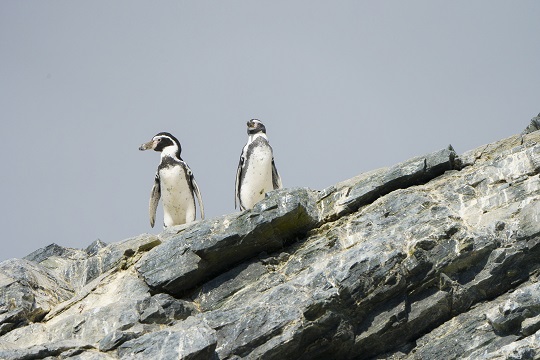 Plan Recoge busca evitar extinción de Pingüino de Humboldt