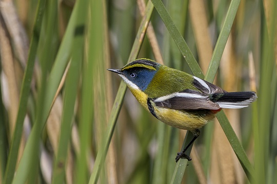 Laguna de Batuco: santuario de 8 mil aves y 155 especies distintas